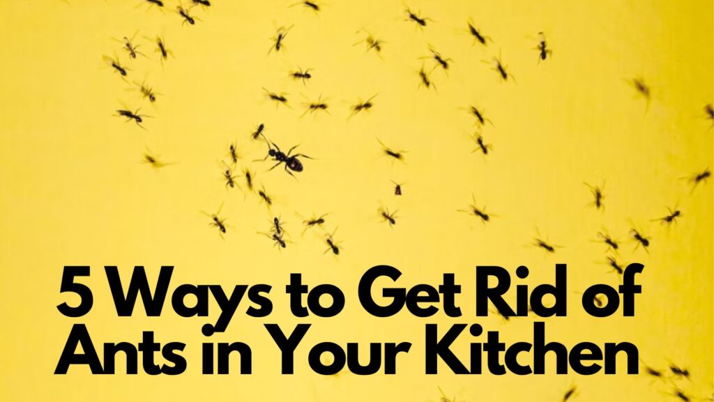 ants in your kitchen