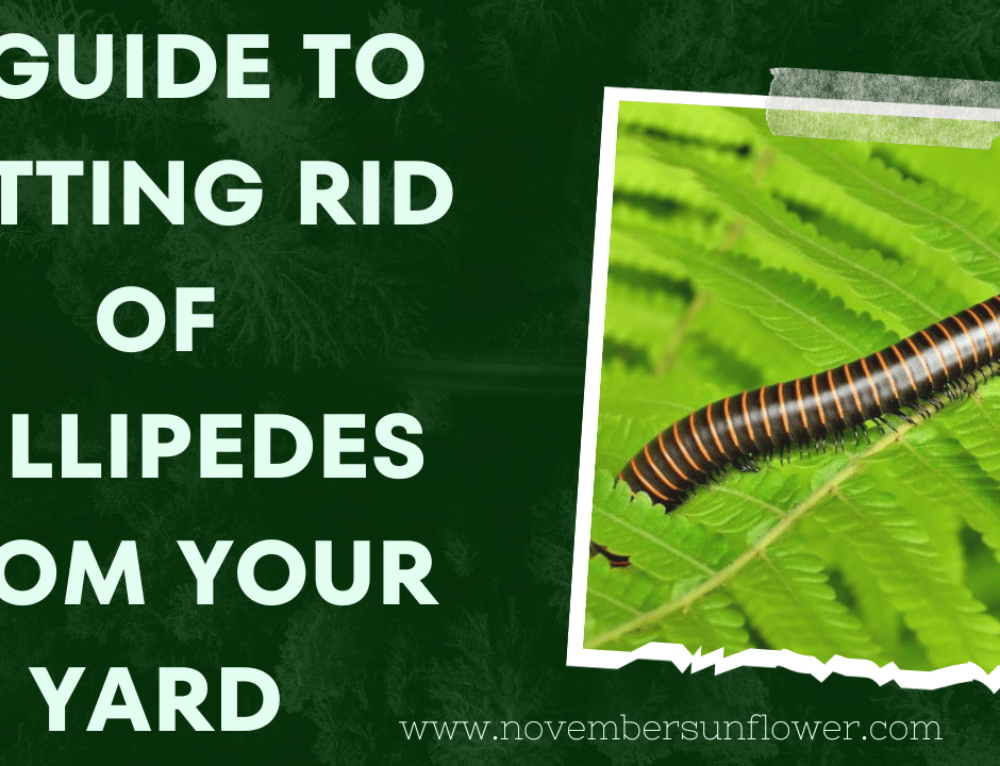 A Guide to Getting Rid of Millipedes from Your Yard