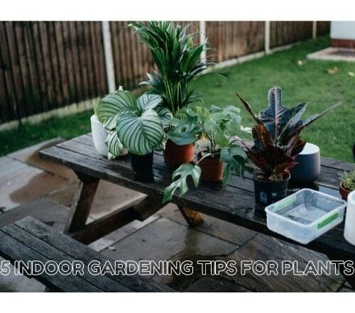 indoor gardening tips for plants