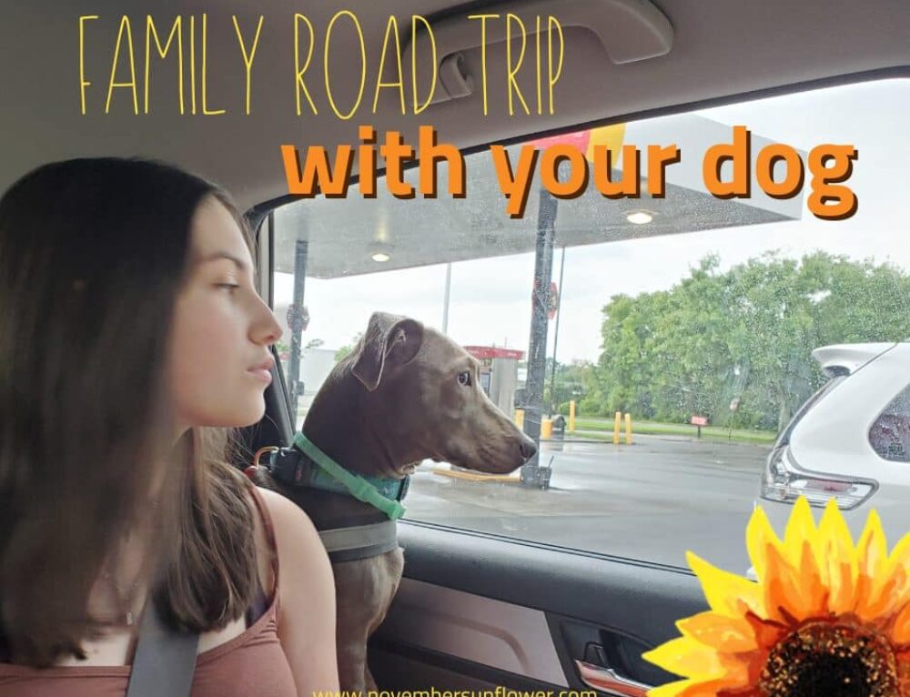 Long Haul Family Road Trip with Dogs