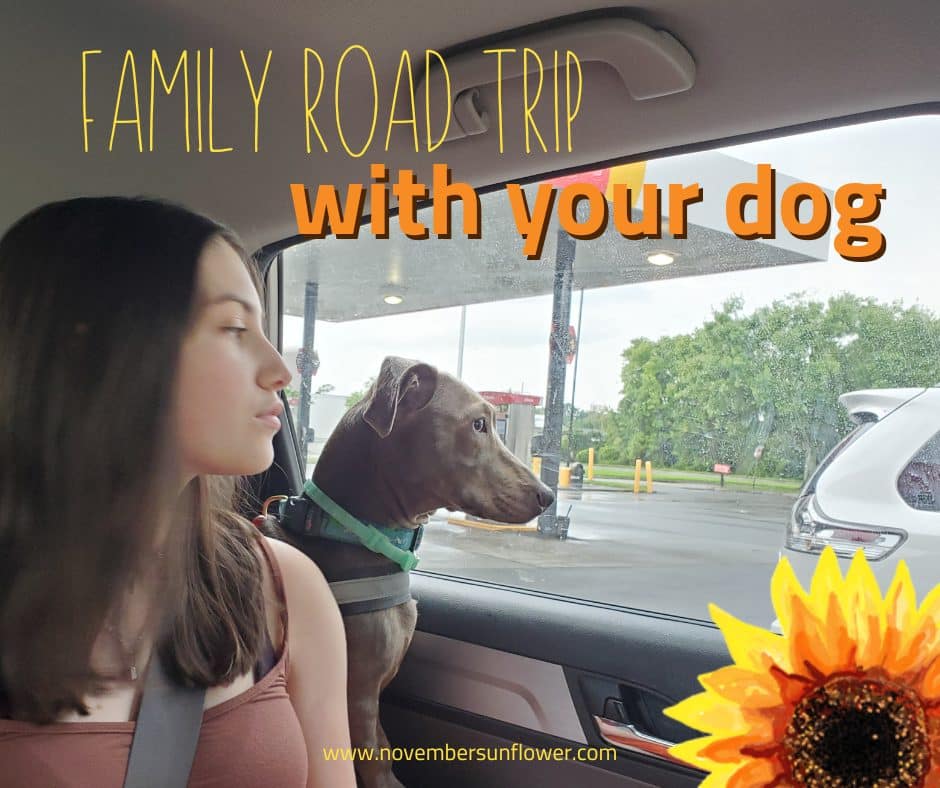 https://novembersunflower.com/wp-content/uploads/november-sunflower-road-trip-with-dogs-travel-post.jpeg